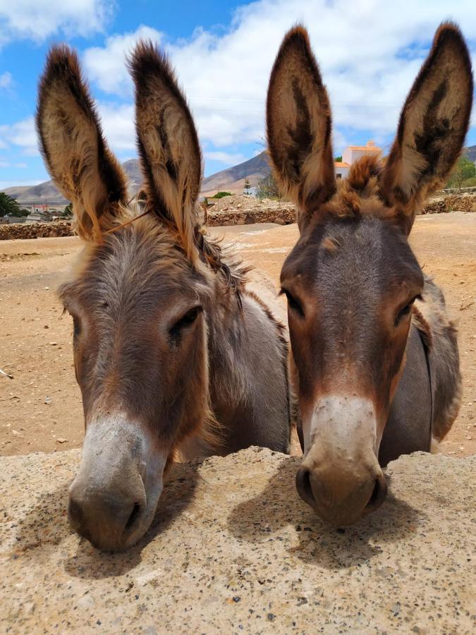 מלון טינדאיה Teepee Barranco מראה חיצוני תמונה