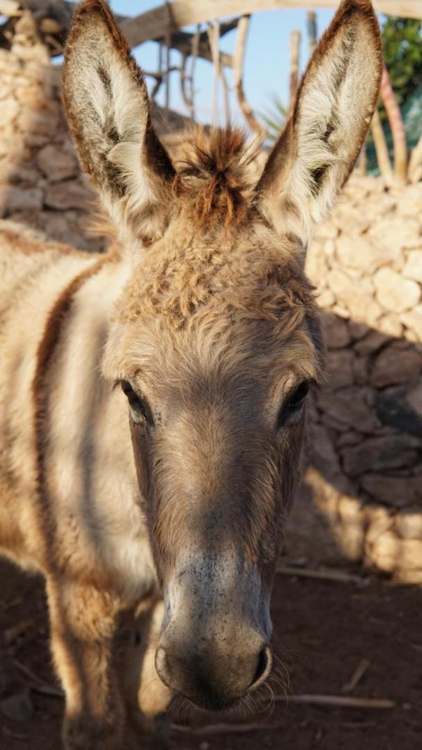 מלון טינדאיה Teepee Barranco מראה חיצוני תמונה